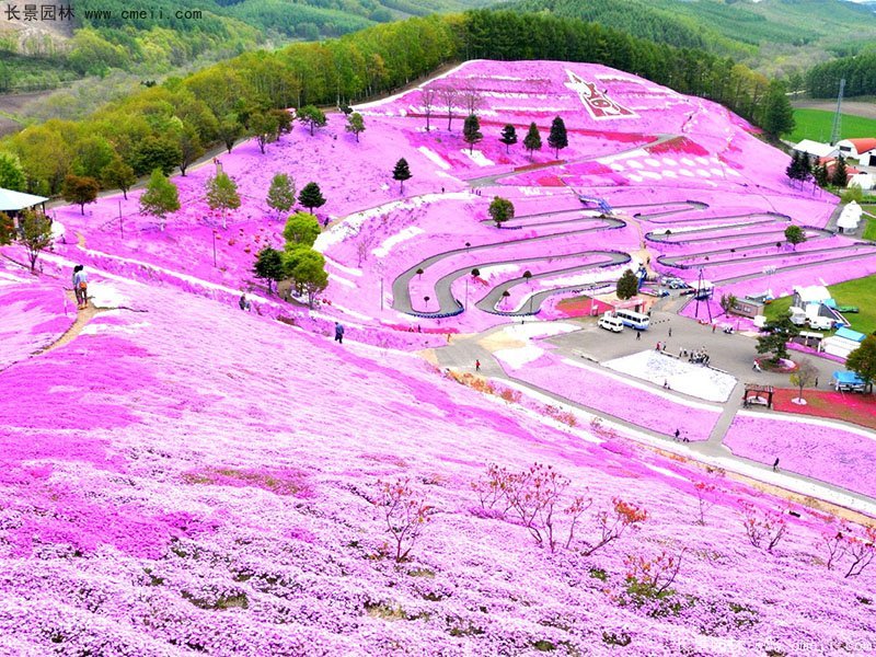 芝櫻花海 芝櫻花海