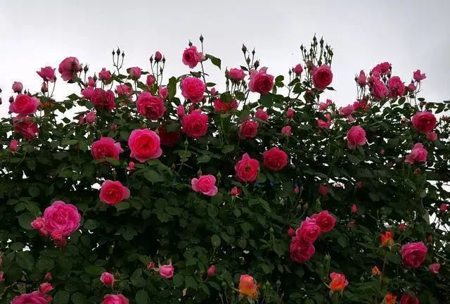 1673783622677353.jpg 微信圖片_20221126211553.jpg