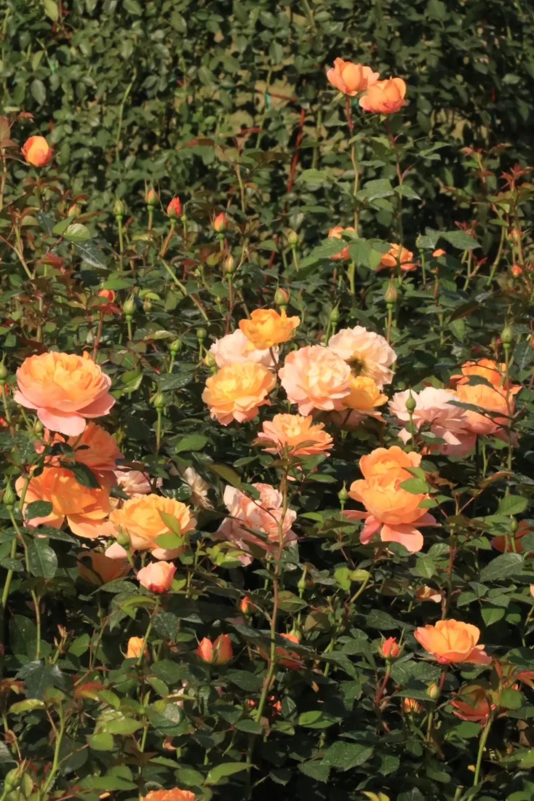 1673783636516245.jpg 微信圖片_20221126211623.jpg