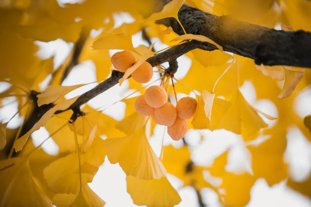 1675196715220654.jpg 微信圖片_20221126001441.jpg