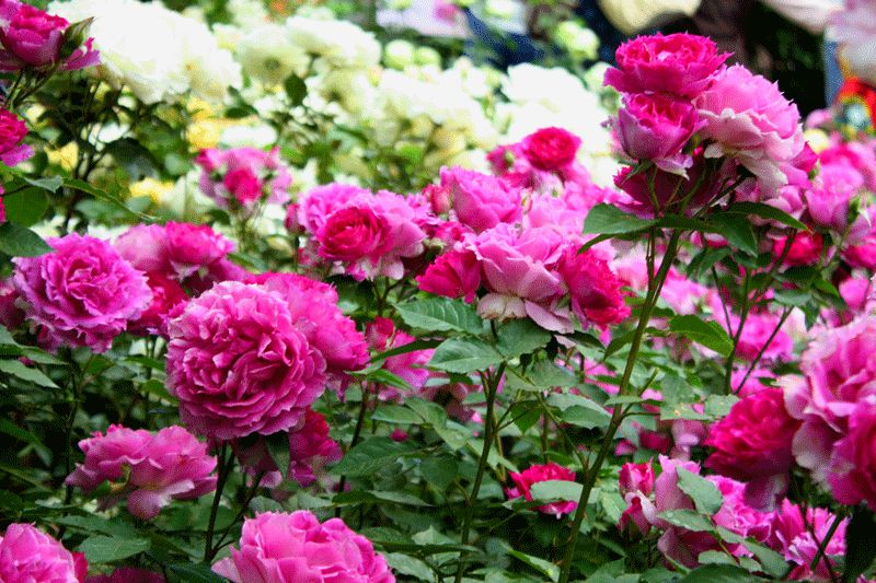 1675197295767471.jpg 粉色豐花月季1.jpg