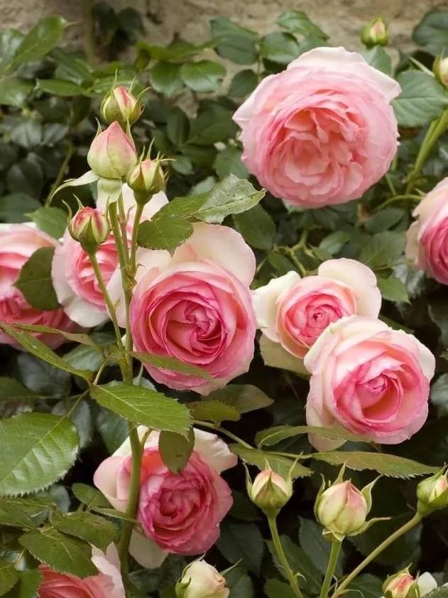 1675197303745842.jpg 微信圖片_20230108121930.jpg