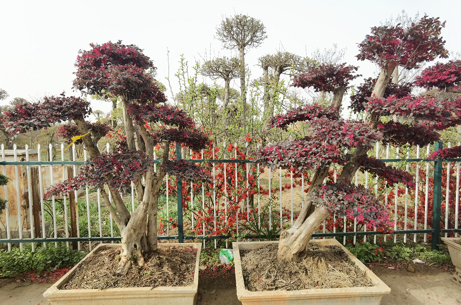 1675197543413591.png 微信圖片_20230201043809.png