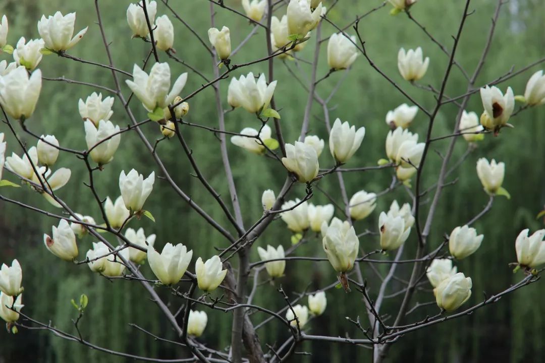 1675197606927039.jpg 微信圖片_20230113055058.jpg