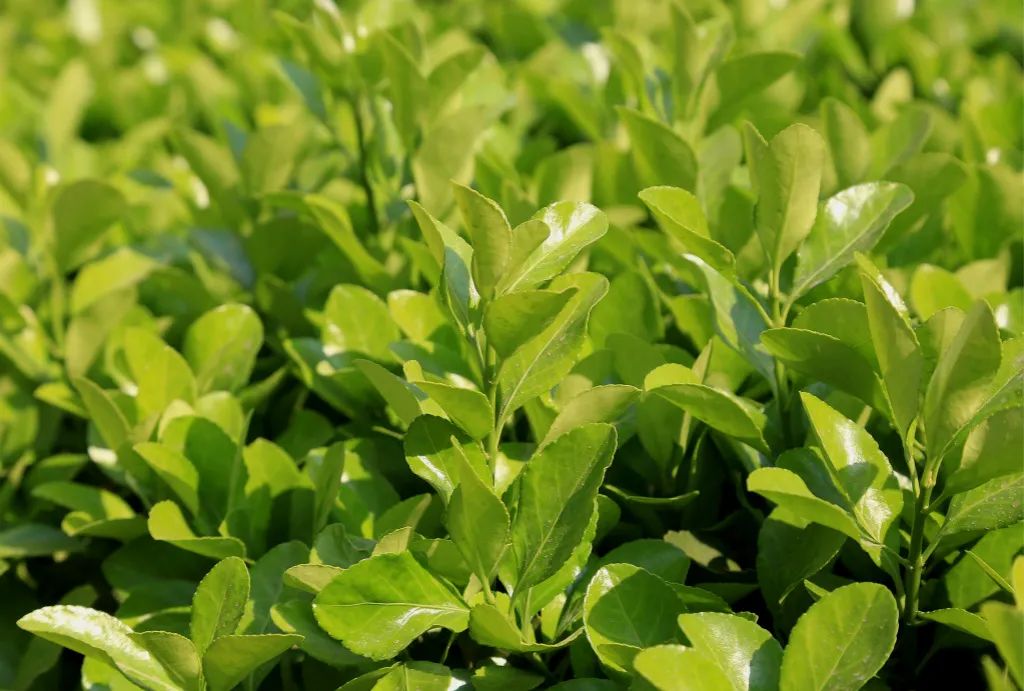 1675197842701933.jpg 微信圖片_20221125213723.jpg