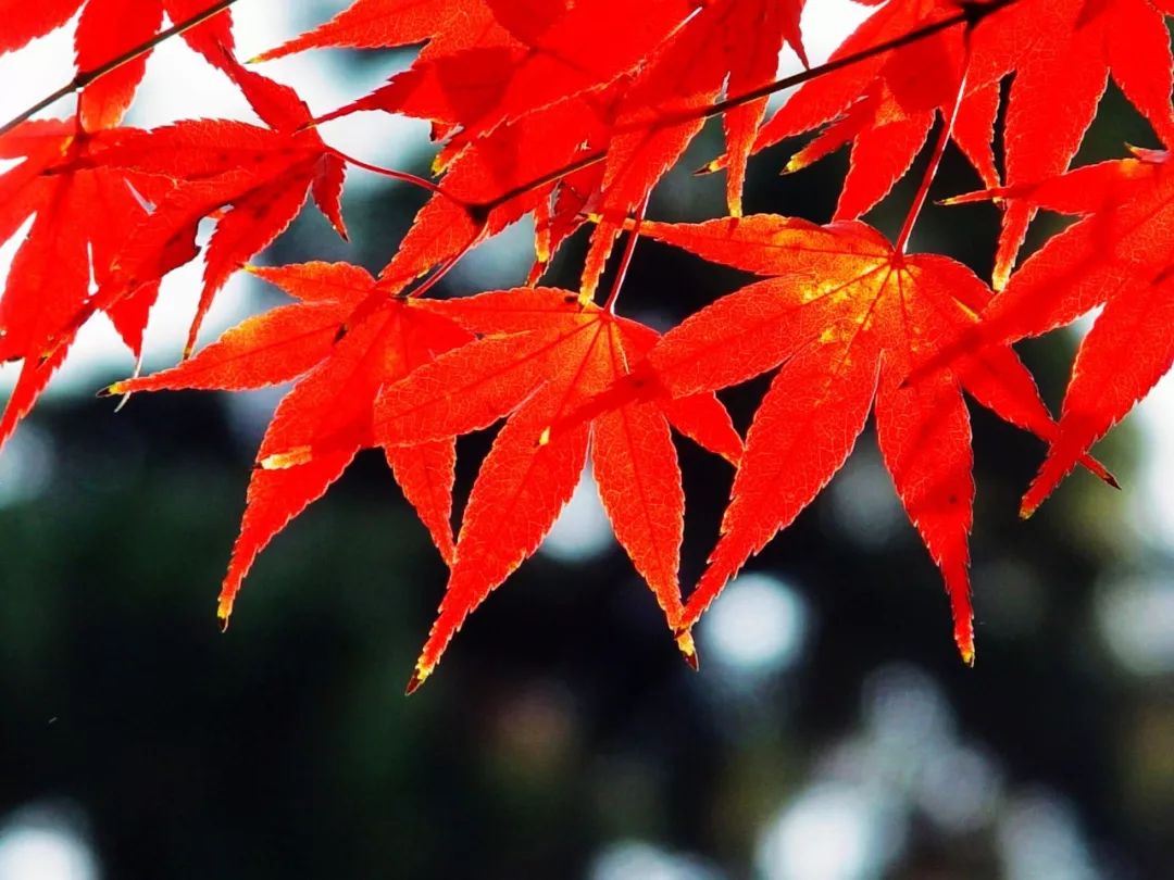 1675198450550864.jpg 微信圖片_20230201045310.jpg