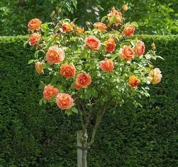 1676582463291796.jpg 微信圖片_20230211070237.jpg