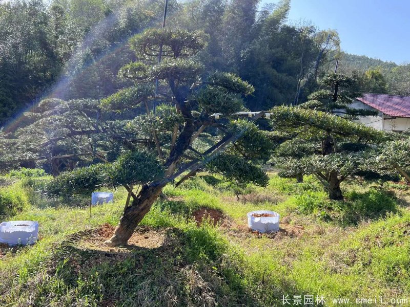 造型羅漢松 造型羅漢松