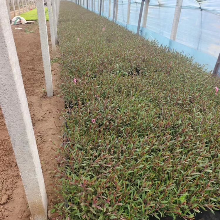 山桃草盆苗 山桃草盆苗