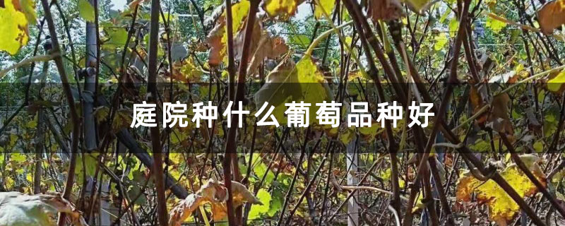 庭院種什么葡萄品種好 庭院種什么葡萄品種好