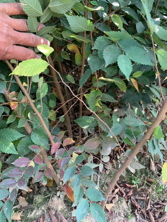 櫸樹(shù)是景區(qū)綠化中最常用園林植物,觀賞價(jià)值極高,經(jīng)常作為行道樹(shù)或者觀賞樹(shù),也可以群植栽種成風(fēng)景。紅櫸樹(shù)抗污染能力十分強(qiáng)悍,不僅樹(shù)姿優(yōu)美,高大雄偉,還可以吸收有害氣體,抗風(fēng)能力強(qiáng),不易伏倒。那么,紅櫸樹(shù)未來(lái)十年前景如何?紅櫸樹(shù)種植多久成才?下面我們一起來(lái)看看吧! 一、紅櫸樹(shù)未來(lái)十年前景如何? 1、觀賞 紅櫸樹(shù)生長(zhǎng)快,樹(shù)干通直,樹(shù)姿優(yōu)美,枝葉繁茂,春季開(kāi)花,秋季葉子會(huì)變成紅色,觀賞性極高。 2、綠化 紅櫸樹(shù)環(huán)境適應(yīng)能力強(qiáng),栽植應(yīng)用廣泛,不僅可以綠化種植,還有不錯(cuò)的抗污染、抗風(fēng)能力,可吸收有害氣體,改善空氣質(zhì)量,植株根深性,可以防風(fēng)固土,經(jīng)常用作護(hù)林帶樹(shù)種和水土保持樹(shù)種。 3、經(jīng)濟(jì) 紅櫸樹(shù)木材堅(jiān)硬、有彈性、并且不會(huì)縮水,木材紋理清晰有光澤,可以用來(lái)制作很多家具和其他器具,經(jīng)濟(jì)價(jià)值很高。 4、前景 櫸樹(shù)的適應(yīng)能力強(qiáng),栽植地區(qū)廣泛,發(fā)揮的綠化和生態(tài)價(jià)值比較明顯,經(jīng)常用作生態(tài)綠化樹(shù)種栽植在各大場(chǎng)所,產(chǎn)量和需求量都非常大,種植前景不錯(cuò)。 二、紅櫸樹(shù)種植多久成才? 紅櫸樹(shù)分布地區(qū)廣,目前主要分布在廣東、廣西、貴州、云南、安徽、湖北、湖南等地,南方地區(qū)栽植廣泛。紅櫸樹(shù)幼苗生長(zhǎng)稍慢,種植6—7年后開(kāi)始轉(zhuǎn)快,樹(shù)體七八十年不衰退,百年大樹(shù)仍能正常結(jié)實(shí)。 三、2020紅櫸市場(chǎng)價(jià)格行情 南京市浦口區(qū)來(lái)云園藝場(chǎng)米徑15公分紅櫸1600元一棵; 江蘇 鎮(zhèn)江句容地之緣苗木基地米徑7公分紅櫸80元一棵; 宿遷宏洲園林綠化工程有限公司地徑2公分紅櫸10元一棵; 江蘇南京南京寶泉苗木苗圃場(chǎng)米徑4公分紅櫸28元一棵; 江蘇宿遷三葉園林植物有限公司米徑12公分紅櫸600元一棵。 以上就是關(guān)于紅櫸樹(shù)未來(lái)十年前景如何和紅櫸樹(shù)種植多久成才的相關(guān)介紹,不同地區(qū)不同規(guī)格的紅櫸樹(shù)價(jià)格不一樣,具體要以當(dāng)?shù)匦星闉闇?zhǔn)。以上是中國(guó)花木網(wǎng)提供的紅櫸樹(shù)基地最新報(bào)價(jià)信息,關(guān)注花木網(wǎng)可獲得各產(chǎn)地商城實(shí)時(shí)報(bào)價(jià),及時(shí)掌握苗木行情,做活苗木生意。 櫸樹(shù)是景區(qū)綠化中最常用園林植物,觀賞價(jià)值極高,經(jīng)常作為行道樹(shù)或者觀賞樹(shù),也可以群植栽種成風(fēng)景。紅櫸樹(shù)抗污染能力十分強(qiáng)悍,不僅樹(shù)姿優(yōu)美,高大雄偉,還可以吸收有害氣體,抗風(fēng)能力強(qiáng),不易伏倒。那么,紅櫸樹(shù)未來(lái)十年前景如何?紅櫸樹(shù)種植多久成才?下面我們一起來(lái)看看吧! 一、紅櫸樹(shù)未來(lái)十年前景如何? 1、觀賞 紅櫸樹(shù)生長(zhǎng)快,樹(shù)干通直,樹(shù)姿優(yōu)美,枝葉繁茂,春季開(kāi)花,秋季葉子會(huì)變成紅色,觀賞性極高。 2、綠化 紅櫸樹(shù)環(huán)境適應(yīng)能力強(qiáng),栽植應(yīng)用廣泛,不僅可以綠化種植,還有不錯(cuò)的抗污染、抗風(fēng)能力,可吸收有害氣體,改善空氣質(zhì)量,植株根深性,可以防風(fēng)固土,經(jīng)常用作護(hù)林帶樹(shù)種和水土保持樹(shù)種。 3、經(jīng)濟(jì) 紅櫸樹(shù)木材堅(jiān)硬、有彈性、并且不會(huì)縮水,木材紋理清晰有光澤,可以用來(lái)制作很多家具和其他器具,經(jīng)濟(jì)價(jià)值很高。 4、前景 櫸樹(shù)的適應(yīng)能力強(qiáng),栽植地區(qū)廣泛,發(fā)揮的綠化和生態(tài)價(jià)值比較明顯,經(jīng)常用作生態(tài)綠化樹(shù)種栽植在各大場(chǎng)所,產(chǎn)量和需求量都非常大,種植前景不錯(cuò)。 二、紅櫸樹(shù)種植多久成才? 紅櫸樹(shù)分布地區(qū)廣,目前主要分布在廣東、廣西、貴州、云南、安徽、湖北、湖南等地,南方地區(qū)栽植廣泛。紅櫸樹(shù)幼苗生長(zhǎng)稍慢,種植6—7年后開(kāi)始轉(zhuǎn)快,樹(shù)體七八十年不衰退,百年大樹(shù)仍能正常結(jié)實(shí)。 三、2020紅櫸市場(chǎng)價(jià)格行情 南京市浦口區(qū)來(lái)云園藝場(chǎng)米徑15公分紅櫸1600元一棵; 江蘇 鎮(zhèn)江句容地之緣苗木基地米徑7公分紅櫸80元一棵; 宿遷宏洲園林綠化工程有限公司地徑2公分紅櫸10元一棵; 江蘇南京南京寶泉苗木苗圃場(chǎng)米徑4公分紅櫸28元一棵; 江蘇宿遷三葉園林植物有限公司米徑12公分紅櫸600元一棵。 以上就是關(guān)于紅櫸樹(shù)未來(lái)十年前景如何和紅櫸樹(shù)種植多久成才的相關(guān)介紹,不同地區(qū)不同規(guī)格的紅櫸樹(shù)價(jià)格不一樣,具體要以當(dāng)?shù)匦星闉闇?zhǔn)。以上是中國(guó)花木網(wǎng)提供的紅櫸樹(shù)基地最新報(bào)價(jià)信息,關(guān)注花木網(wǎng)可獲得各產(chǎn)地商城實(shí)時(shí)報(bào)價(jià),及時(shí)掌握苗木行情,做活苗木生意。