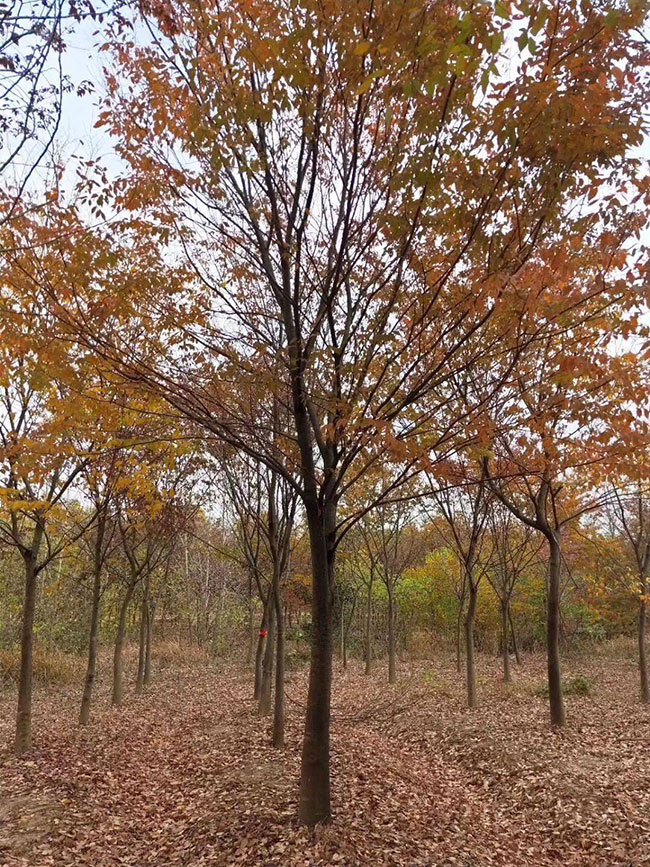 紅櫸樹(shù) 紅櫸樹(shù)