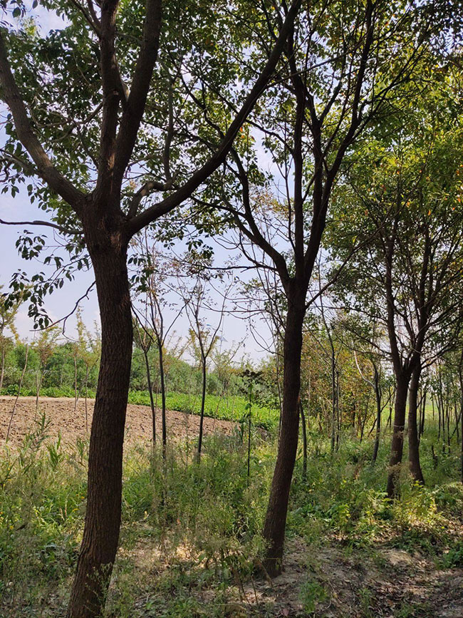 紅櫸樹(shù) 紅櫸樹(shù)