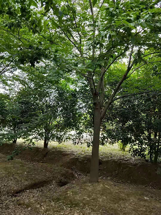 紅櫸樹(shù) 紅櫸樹(shù)