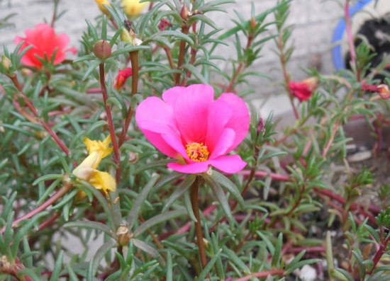 超好養(yǎng)活的太陽花